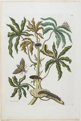 Caterpillars and Insects with Foliage, 1705-71